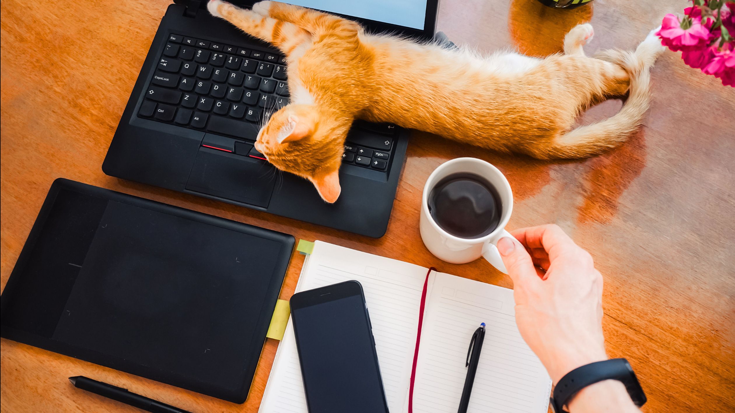 cat stretching across laptop next to person holding coffee cup