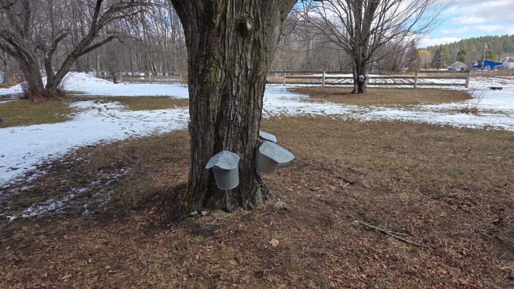 A tapped maple tree with collection buckets near the base while snow dusts the ground in the backdrop at Swain Family Farm in Bethel, Maine.