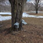 A tapped maple tree with collection buckets near the base while snow dusts the ground in the backdrop at Swain Family Farm in Bethel, Maine.