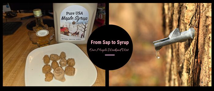 Maple candy and syrup on a table next to a close-up of maple sap dripping from a tree tap, with text overlay reading From Sap to Syrup Our Maple Weekend Visit.